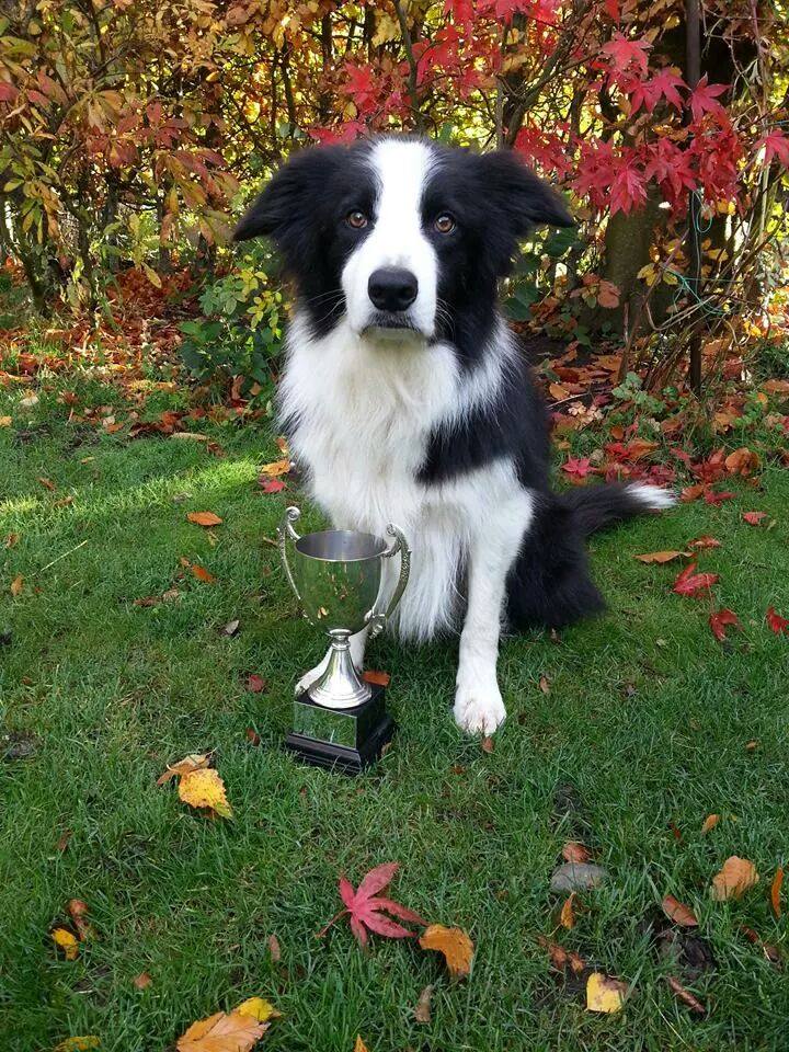 News | Prestwick and District Dog Training Club | Ayrshire ...